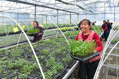 广安区 蔬菜工厂化育苗助推农业转型升级