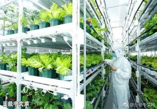 松下在华蔬菜工厂产量将增至3倍,利用LED调整光照量