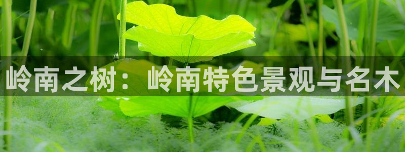 新宝gg网站