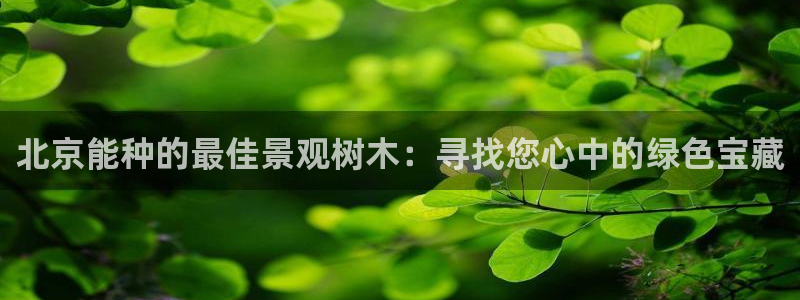 新宝gg辅助
