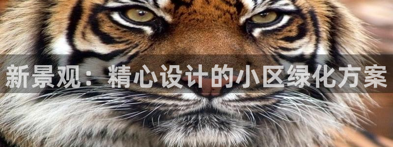 新宝gg盈亏