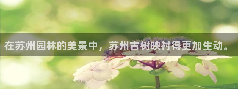 新 宝gg