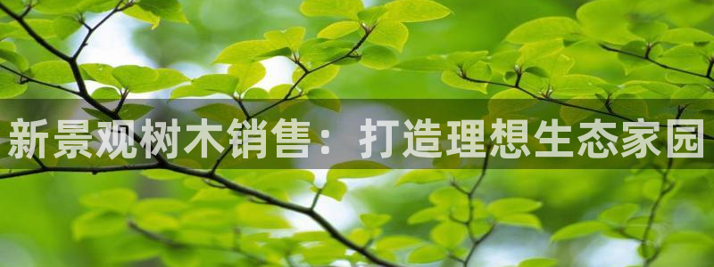 新宝gg正规