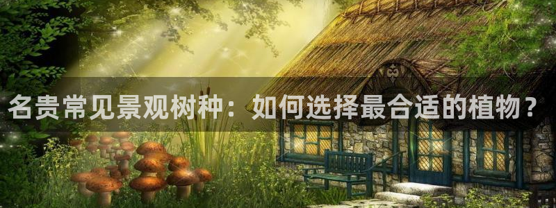 新宝gg 黑