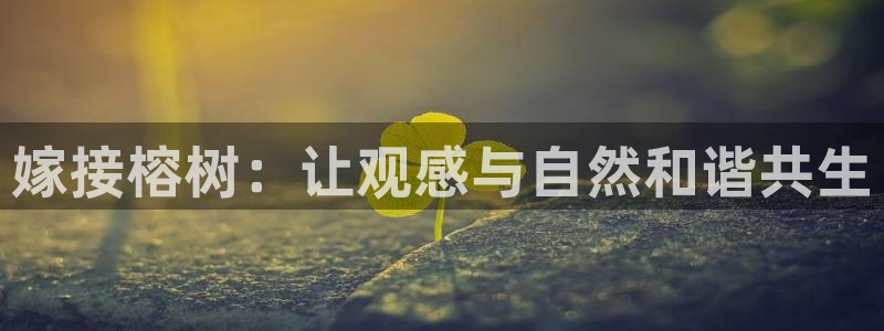 新宝gg挣钱