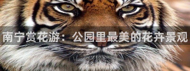 新宝gg作弊