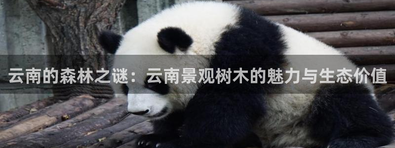 新宝gg和新宝123