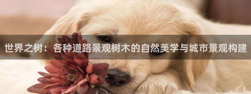 新宝gg入口网址