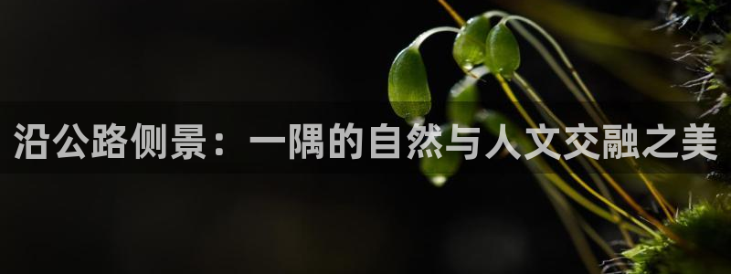 新宝GG类别78778