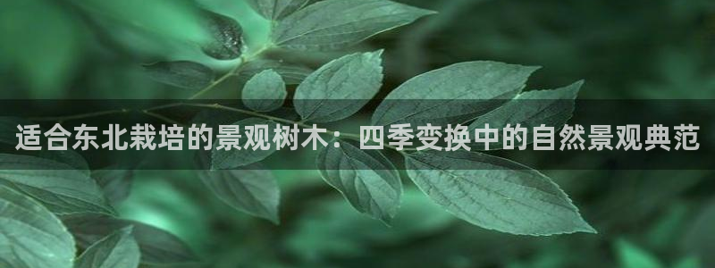 新宝gg传奇