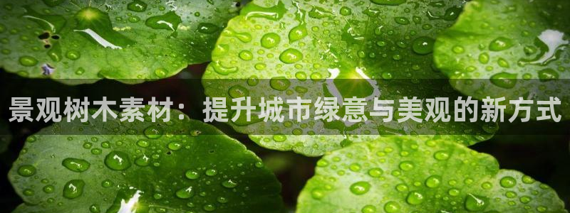 新宝gg下载