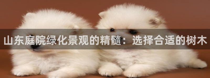 新宝gg软件下载