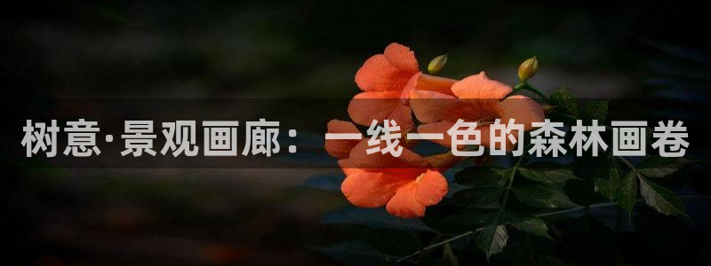 新宝gg推荐：树意·景观画廊：一线一色的森林画卷