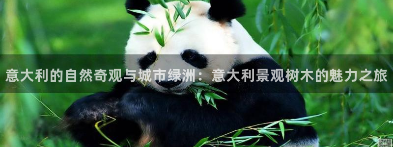 新宝gg创造奇迹