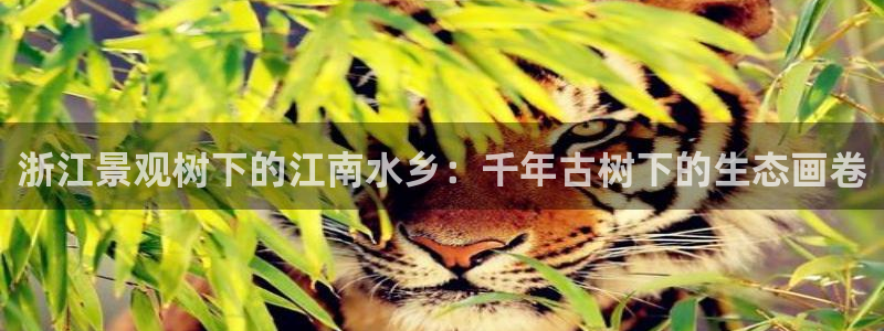 新宝gg怎么做代理
