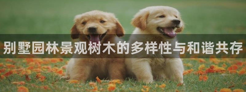 新宝gg软件下载