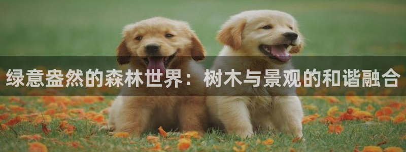 新宝gg注册q26880:绿意盎然的森林世界:树木与景观的和谐融合