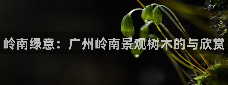 新宝新宝gg开户流程