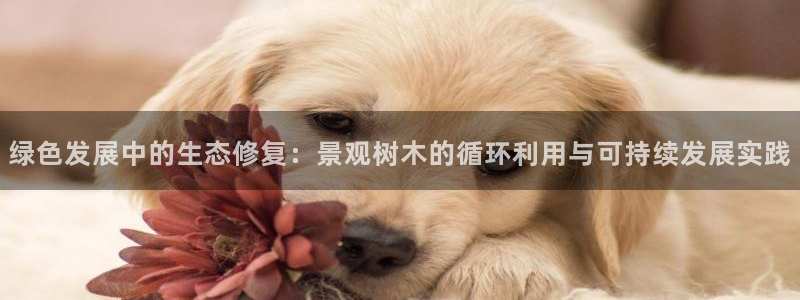 新宝GG手机客户端