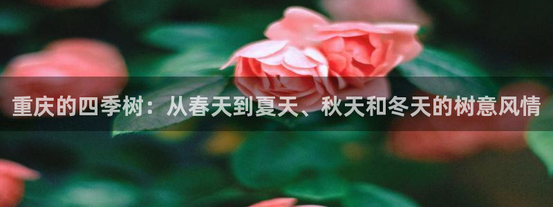 新宝gg图片