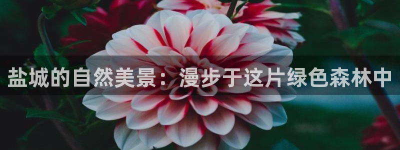 新宝-gg